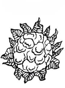 Disegno di cavolfiore da stampare e colorare 1
