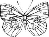 Disegni di Farfalle da colorare