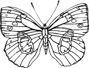 Disegno di farfalla da stampare e colorare 212