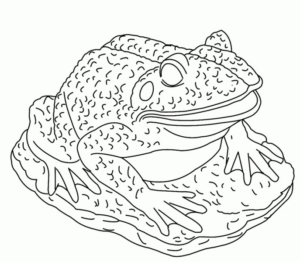 Disegno di rana da stampare e colorare 76