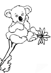 Disegno di koala da stampare e colorare 15