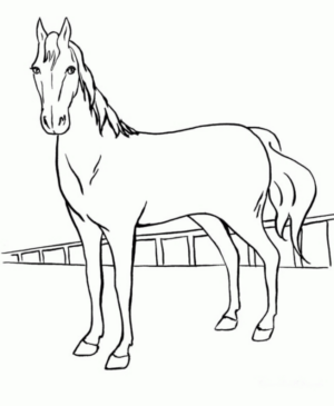 Disegno di cavallo da stampare e colorare 39