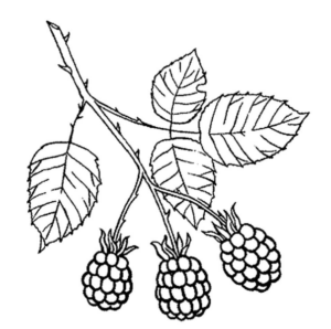 Disegno di mora da stampare e colorare 4