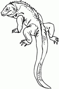 Disegno di iguana da stampare e colorare 17