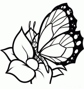 Disegno di farfalla da stampare e colorare 15