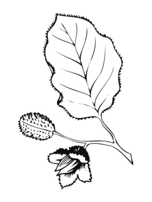 Disegno di foglia da stampare e colorare 141