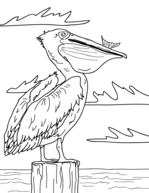 Disegno di pellicano da stampare e colorare 4