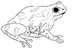 Disegno di rana da stampare e colorare 50