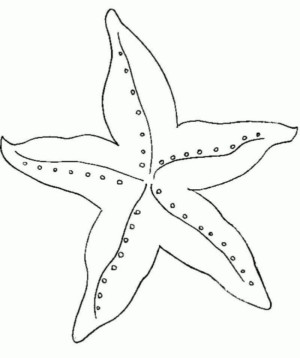 Disegno di stella marina da stampare e colorare 8