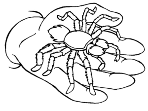 Disegno di ragno da stampare e colorare 4
