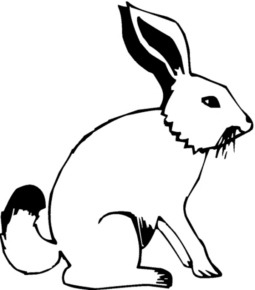 Disegno di coniglio da stampare e colorare 93