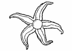 Disegno di stella marina da stampare e colorare 12