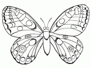 Disegno di farfalla da stampare e colorare 226