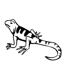 Disegno di lucertola da stampare e colorare 14