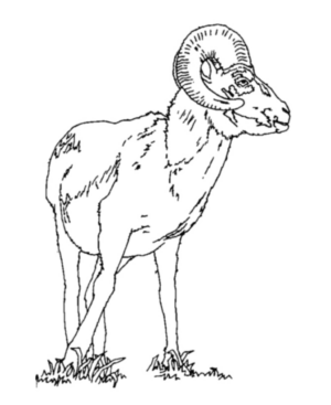 Disegno di capra da stampare e colorare 19
