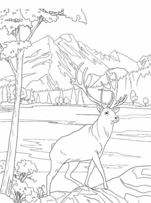 Disegno di cervo da stampare e colorare 54