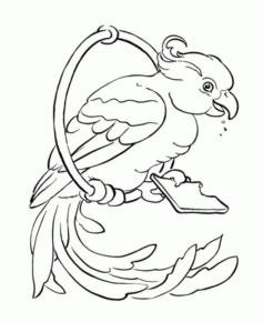 Disegno di pappagallo da stampare e colorare 2