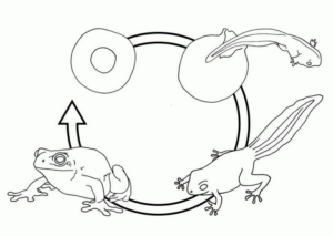 Disegno di rana da stampare e colorare 1