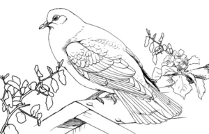 Disegno di colomba da stampare e colorare 25
