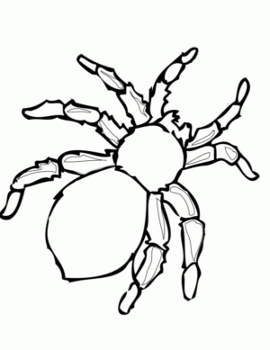 Disegno di ragno da stampare e colorare 52