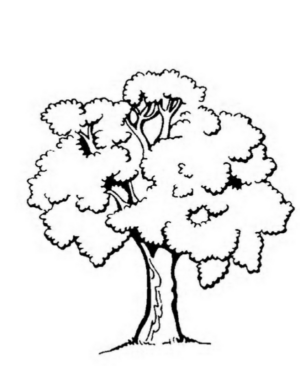 Disegno di albero da stampare e colorare 98