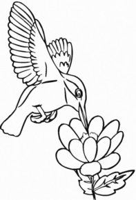 Disegno di colibr da stampare e colorare 8