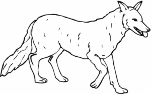 Disegno di lupo da stampare e colorare 60