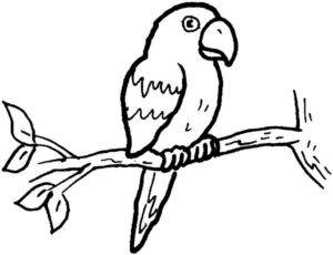 Disegno di pappagallo da stampare e colorare 16