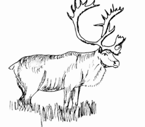 Disegno di renna da stampare e colorare 10
