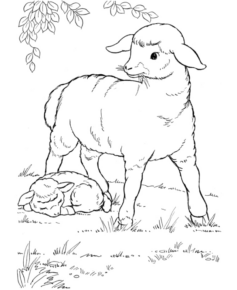 Disegno di pecora da stampare e colorare 17
