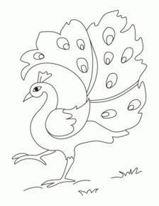 Disegno di pavone da stampare e colorare 2
