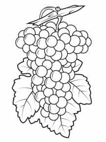 Disegno di uva da stampare e colorare 20