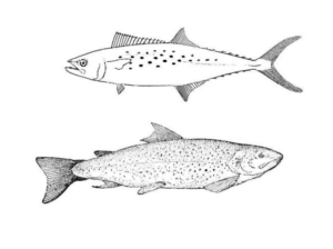 Disegno di pesce da stampare e colorare 328