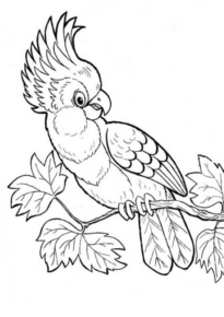 Disegno di pappagallo da stampare e colorare 74
