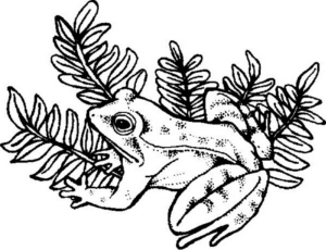 Disegno di rana da stampare e colorare 55