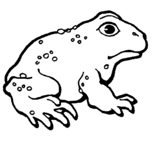 Disegno di rana da stampare e colorare 66