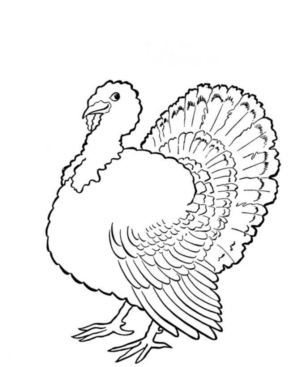 Disegno di tacchino da stampare e colorare 65