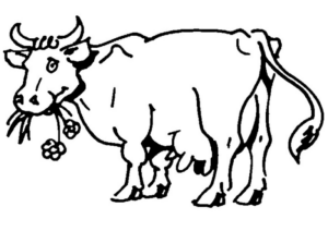 Disegno di mucca da stampare e colorare 17