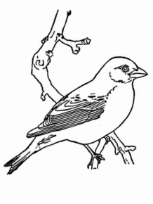 Disegno di passero da stampare e colorare 93