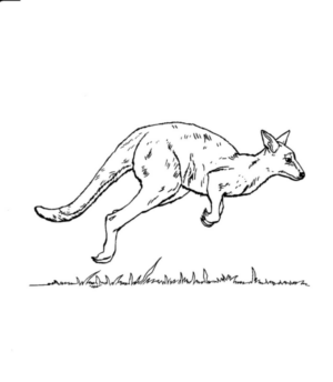 Disegno di canguro da stampare e colorare 15