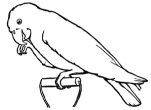 Disegno di pappagallo da stampare e colorare 122