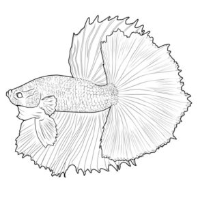 Disegno di pesce da stampare e colorare 204