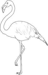 Disegno di fenicottero da stampare e colorare 37