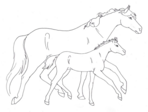 Disegno di cavallo da stampare e colorare 79