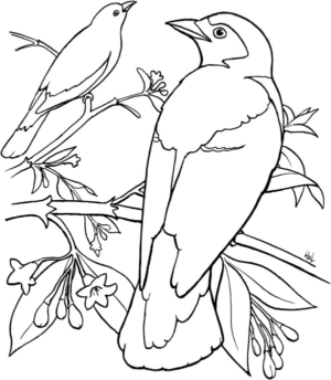 Disegno di passero da stampare e colorare 118