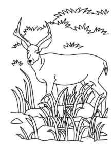 Disegno di cervo da stampare e colorare 18