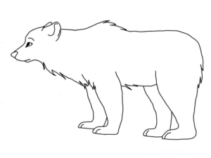 Disegno di orso polare da stampare e colorare 16