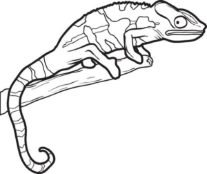Disegno di camaleonte da stampare e colorare 2