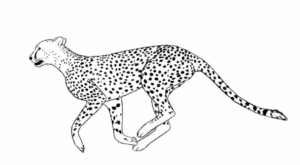 Disegno di leopardo da stampare e colorare 59