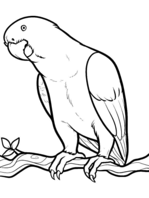 Disegno di pappagallo da stampare e colorare 80
